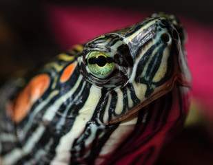 closeup of a turtle