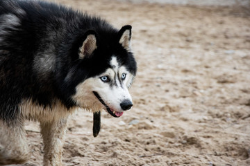 Husky dog portrait at the beach