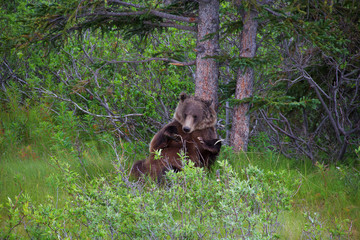 Jungle Book Baloo Bear The Bare Necessities