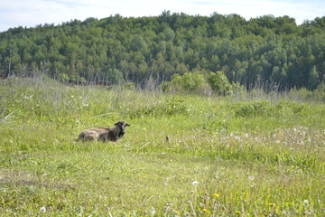 goat grazes in the meadow