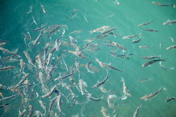 Shoal of fish in seawater, many sea fishes top view, fry in the sea, sea fishes on the water surface, small fish on the surface of the sea water aquamarine azure reflection turquoise blue abstract