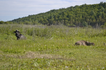 goat grazes in the meadow