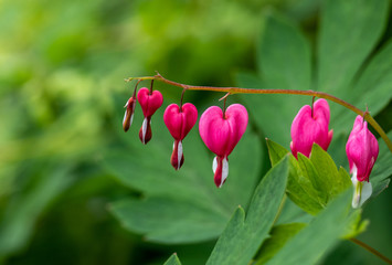 Heart-shaped Bleeding heart flower in pink and white color