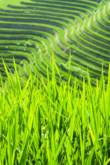 Rice plants in the fields of the Dragon's Backbone Rice Terraces, Longsheng County, Guangxi Province, China