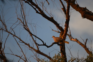 columba palumbus