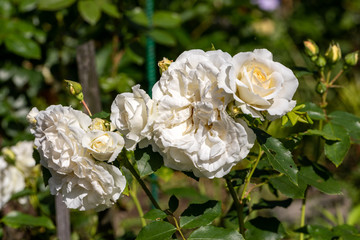 White roses flowers on the branch in the garden