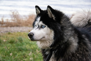 Husky dog portrait at the beach