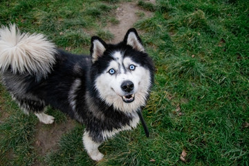 Husky looking right at the camera