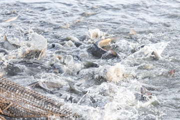 Several fishermen pull in his nets full of fish during the winter period