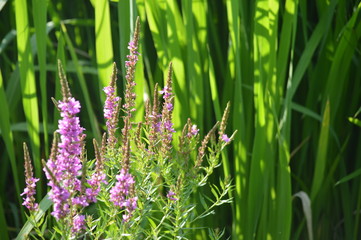 purple flowers in the lake