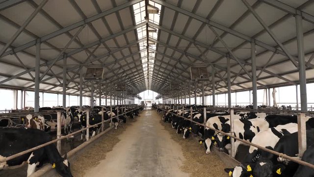 Panoramic view of the cow farm interior