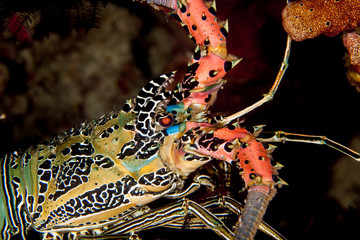 The surprising underwater world of the Indian and Pacifical Oceans