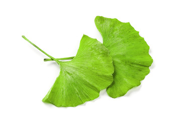 Ginkgo leaf isolated. Gingko tree plant green leaves isolated on white background, close-up