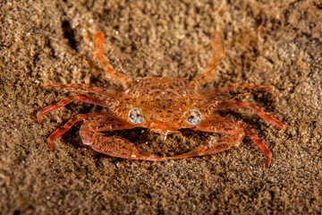 The surprising underwater world of the Indian and Pacifical Oceans