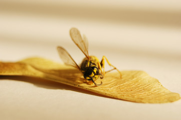 dead bee on a dry leaf. A macro close-up of a dead honey bee