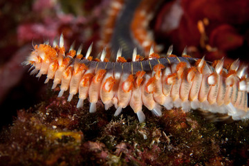 The surprising underwater world of the Indian and Pacifical Oceans