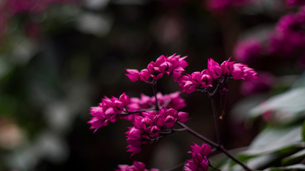 Obraz premium close up Beautiful fairy dreamy magic pink purple flowers on blurry background dark vntag toned soft selective focus, garden forest idea decoration