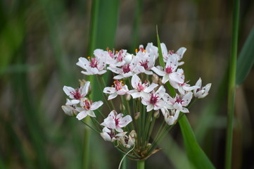 butomus umbellatus
