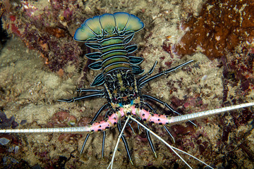 The surprising underwater world of the Indian and Pacifical Oceans