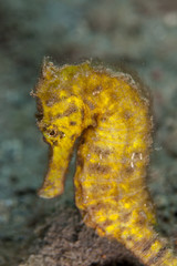 The surprising underwater world of the Indian and Pacifical Oceans