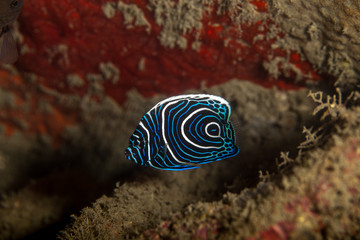 The surprising underwater world of the Indian and Pacifical Oceans