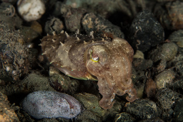 The surprising underwater world of the Indian and Pacifical Oceans