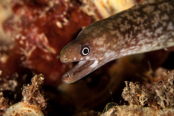 The surprising underwater world of the Indian and Pacifical Oceans