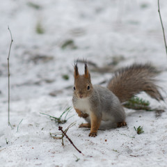 walk in the winter park