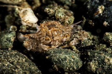 The surprising underwater world of the Indian and Pacifical Oceans