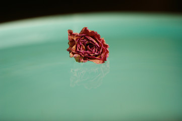dried pink rose. dried flower on a background of blue water
