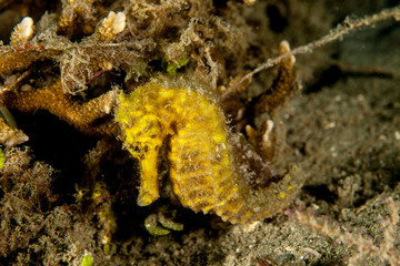 The surprising underwater world of the Indian and Pacifical Oceans