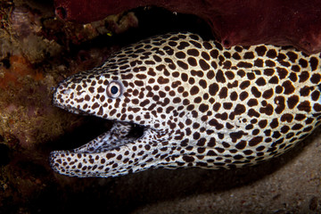 The surprising underwater world of the Indian and Pacifical Oceans