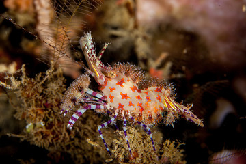 The surprising underwater world of the Indian and Pacifical Oceans