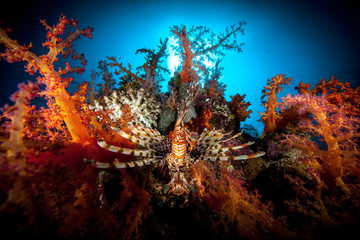 Fototapeta na wymiar The surprising underwater world of the Indian and Pacifical Oceans
