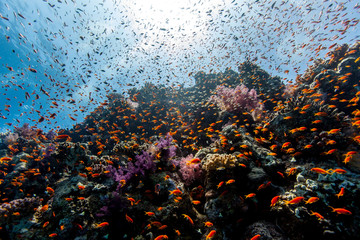 Fototapeta na wymiar The surprising underwater world of the Indian and Pacifical Oceans
