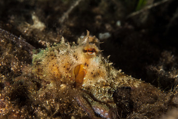 The surprising underwater world of the Indian and Pacifical Oceans
