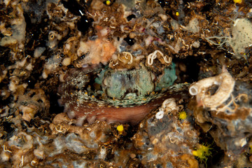 The surprising underwater world of the Indian and Pacifical Oceans
