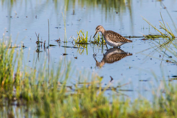Wood sandpiper (Tringa glareola)