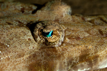 The surprising underwater world of the Indian and Pacifical Oceans