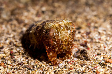 The surprising underwater world of the Indian and Pacifical Oceans