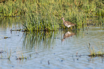 Wood sandpiper (Tringa glareola)