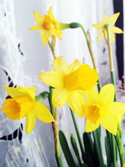 Yellow daffodils grow on the windowsill