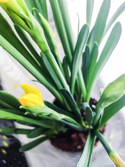 Obraz premium Stems and bud of yellow daffodils in a pot on the windowsill