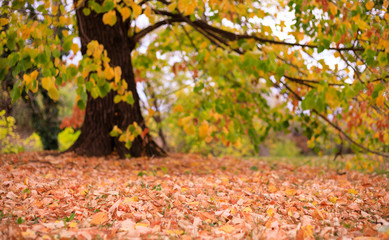  Falling Leaves in the Border of Serbia East Europe

