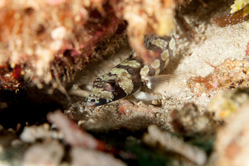 The surprising underwater world of the Indian and Pacifical Oceans