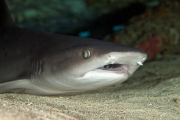 Naklejka premium The surprising underwater world of the Indian and Pacifical Oceans