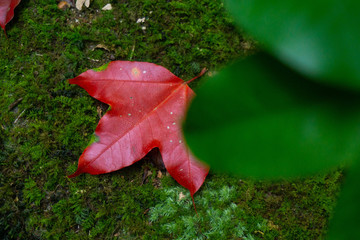 red maple in authum phukradaung thailand