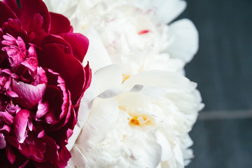 Closeup view of a bouquet of lush white and pink peonies against a gray blurred background in a pleasant tint. Beautiful delicate flowers as a gift for the holiday. Top view