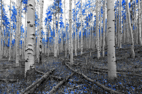 Blue trees in a surreal forest landscape scene