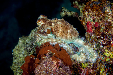 The surprising underwater world of the Indian and Pacifical Oceans